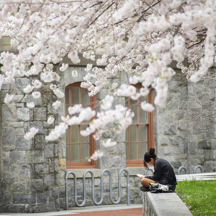 Student studying beneath a flowering cherry tree outside of the historic Cohen Hall